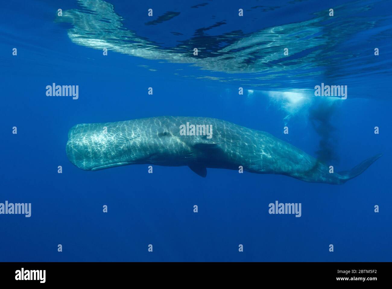 Sperm whale swimming at the surface, defecates, Ligurian Sea, Italy. Stock Photo