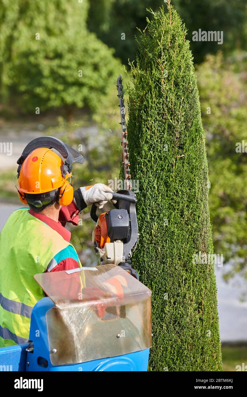 Worker chainsaw trim tree hi-res stock photography and images - Alamy