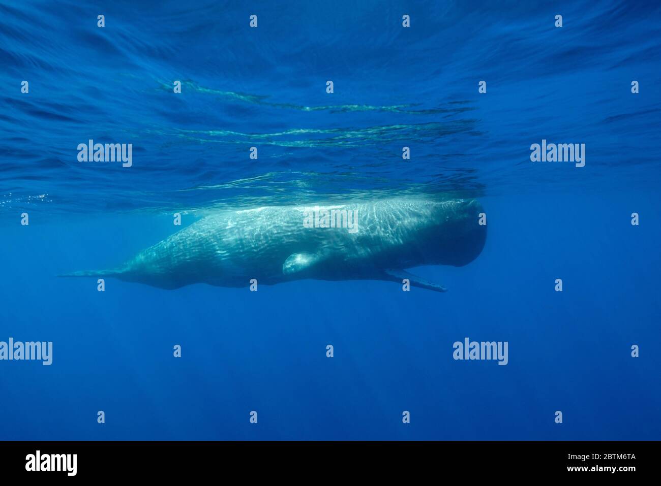 Sperm whale using it's mouth to cool down it's body temperature during the hot summer, Ligurian Sea, Italy. Stock Photo