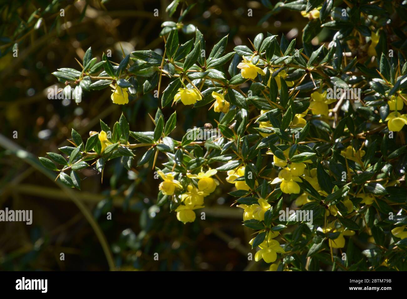 bright yellow flowers of berberis bush in spring Stock Photo