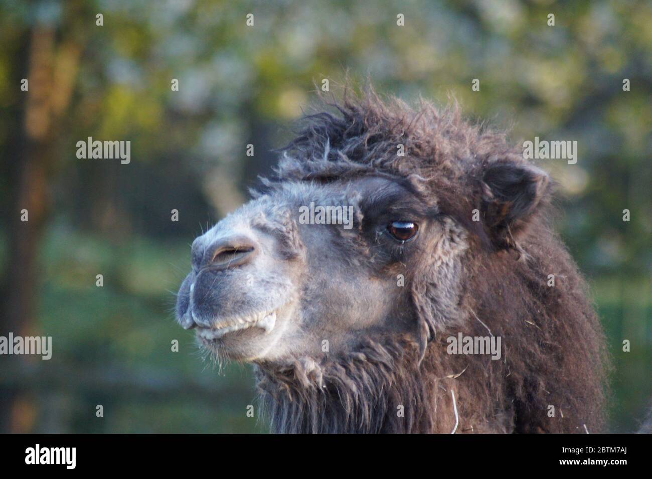 kamel Stock Photo