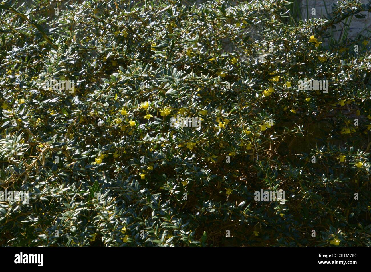 bush barberry frikartii (Berberis x frikartii) in bloom in the may sun Stock Photo