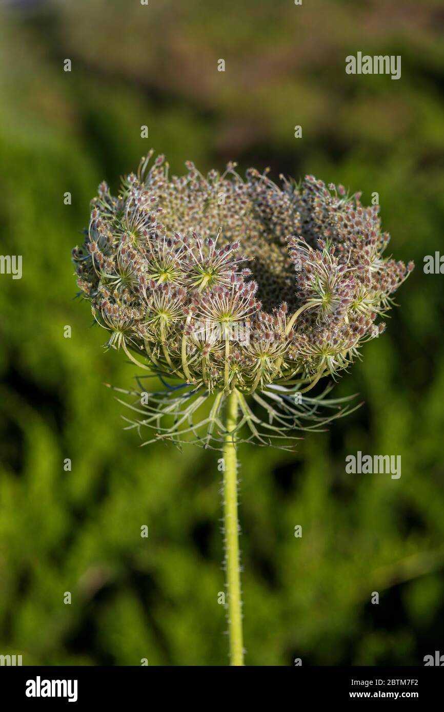 Wild carrot flower head with seeds close up on a background of green foliage. Daucus carota Stock Photo