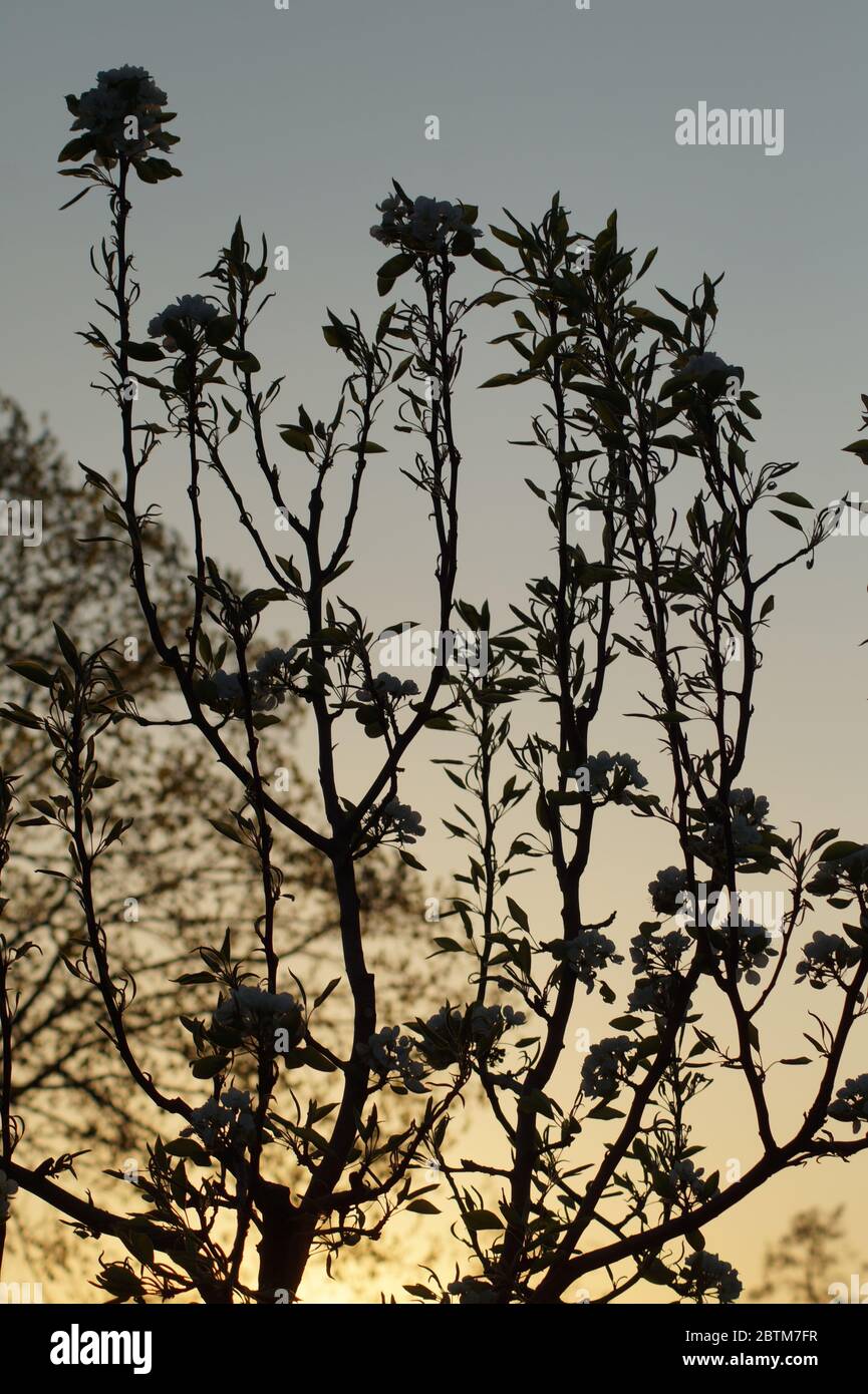 Blüten im Abendrot Stock Photo