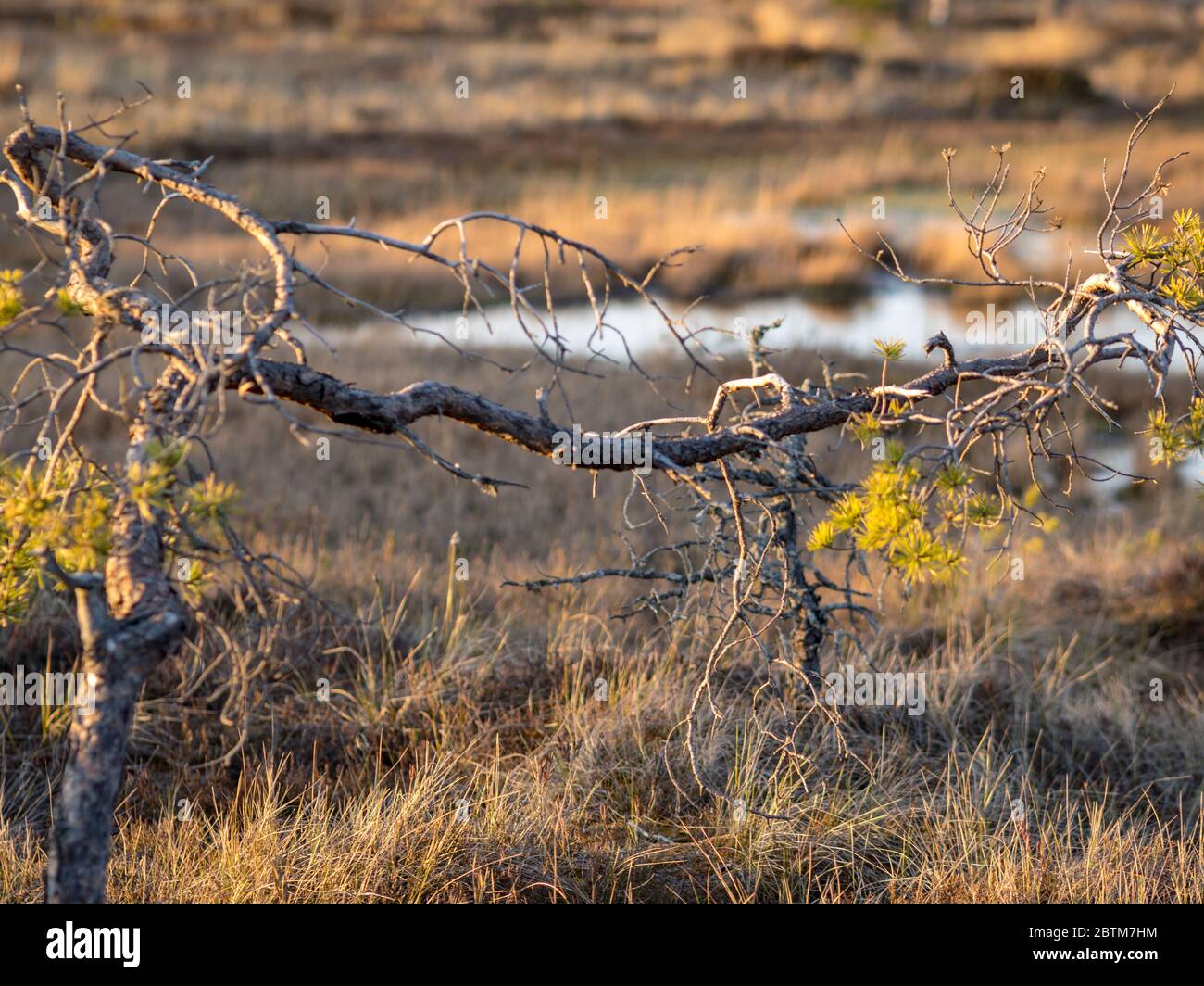 Sunset in the bog, bog pines resembling natural bonsai trees, typical ...