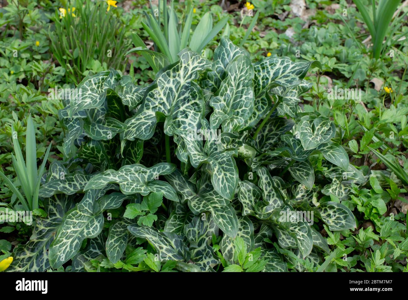 Green and white leaves of the italian arum, Arum italicum or italienischer Aronstab Stock Photo