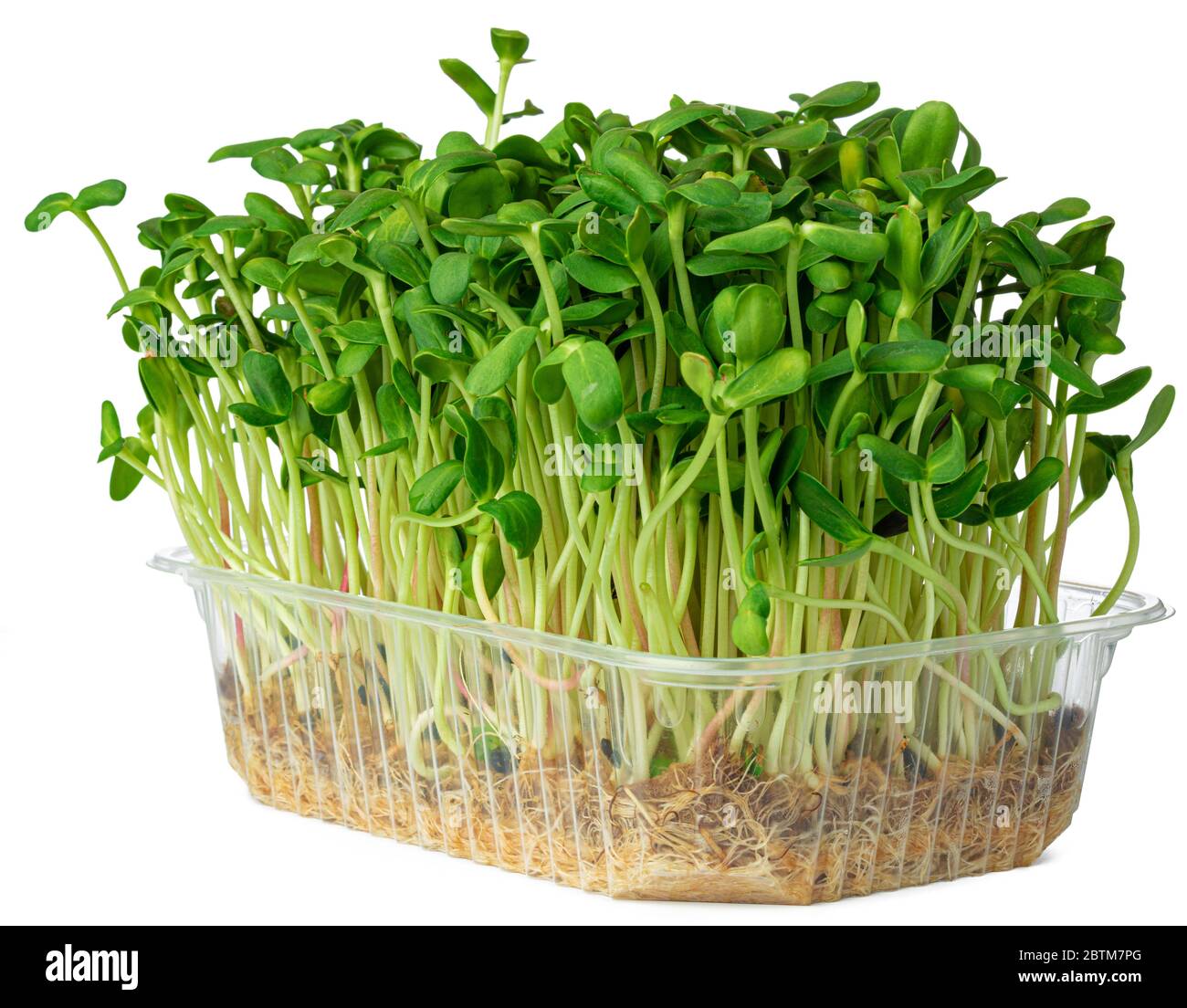 Micro green sprouts of borago or cucumber grass isolated on white Stock Photo