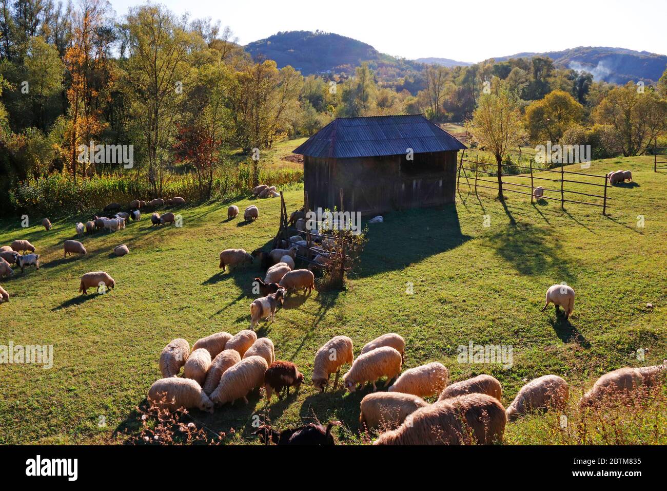 Sheeps in Bucovina region, Romania Stock Photo