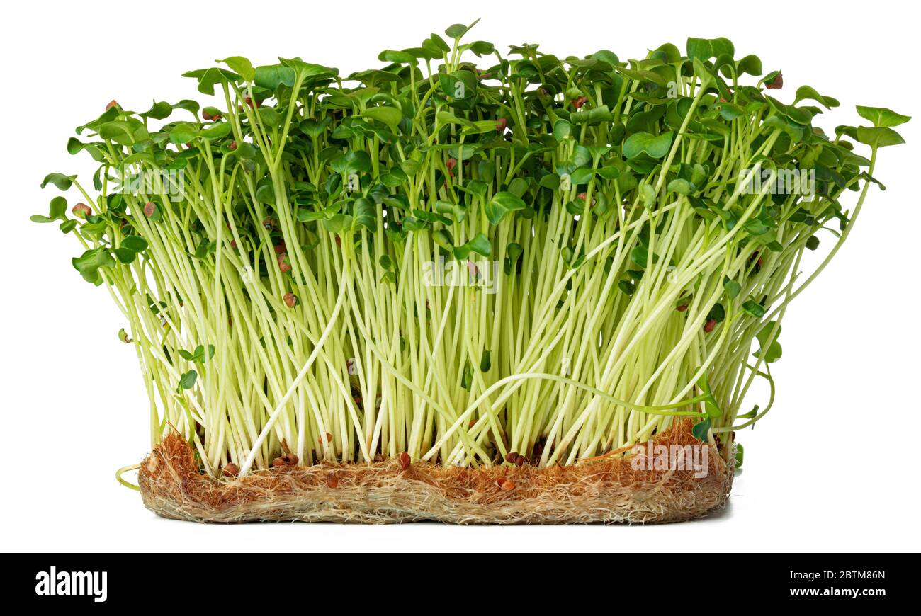 Radish daikon micro green sprouts isolated on white Stock Photo Alamy