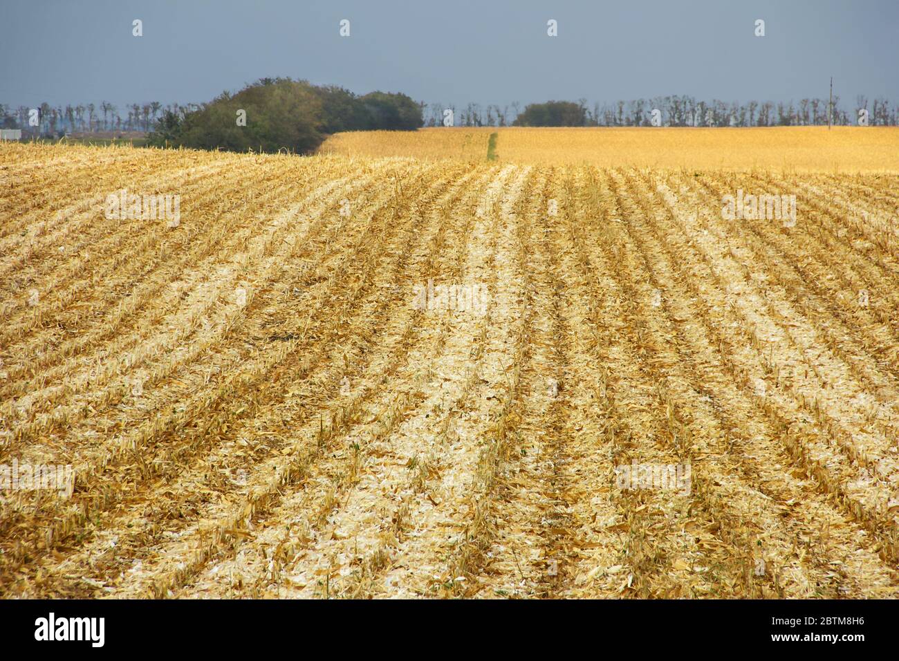 Golden corn field with harvested corn, ears of corn, ears of corn