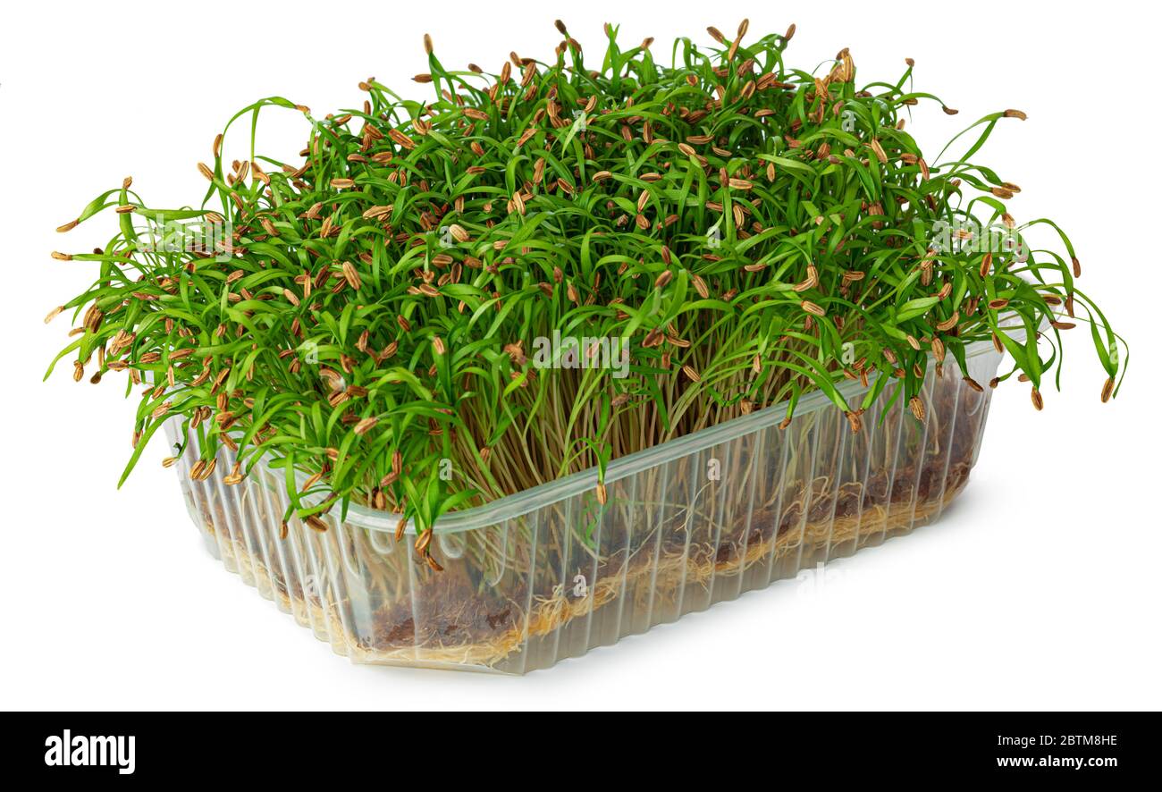 Micro green sprouts of fennel isolated on white Stock Photo Alamy
