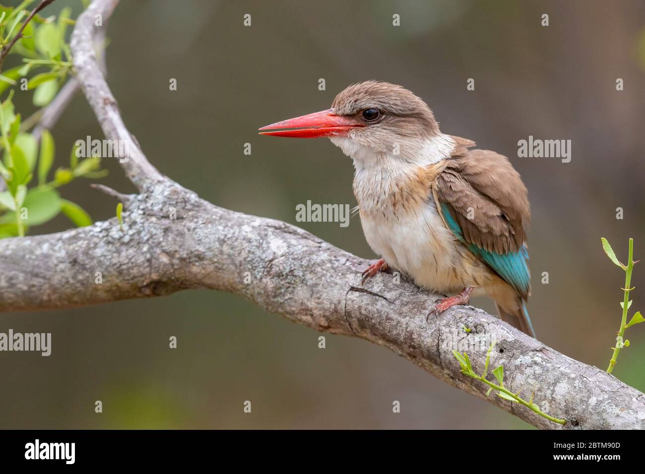 Brown-hooded Kingfisher (Halcyon albiventris), adult female perched on a branch, Mpumalanga, South Africa Stock Photo