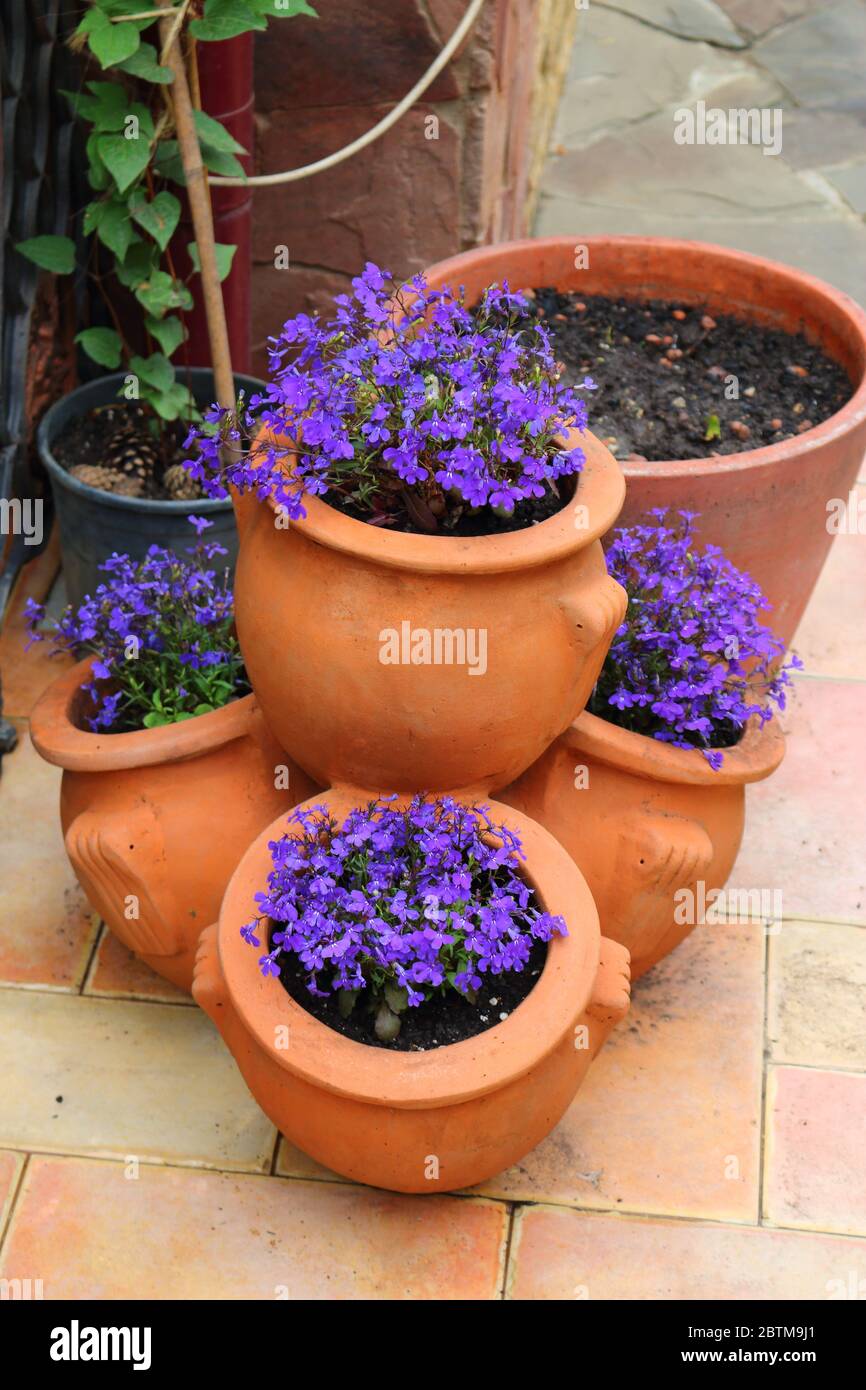 Blooming blue lobelia in ceramic vases (lat.Lobelia) Stock Photo