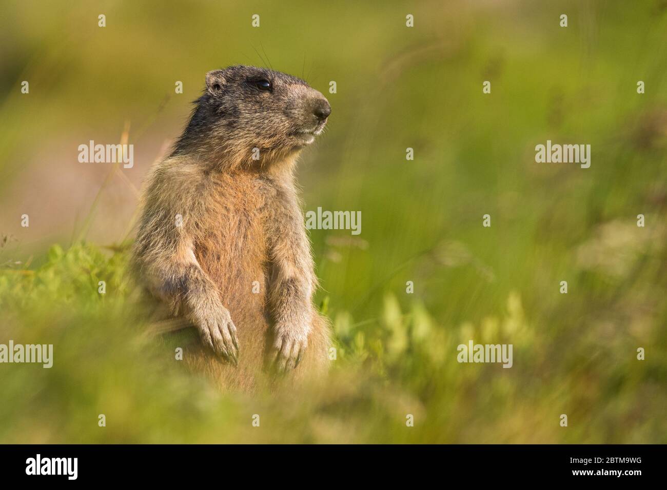 Marmot female sitting in the grass on the mountain meadow Marmot Marmota marmota Slovakia Low Tatras Stock Photo Alamy
