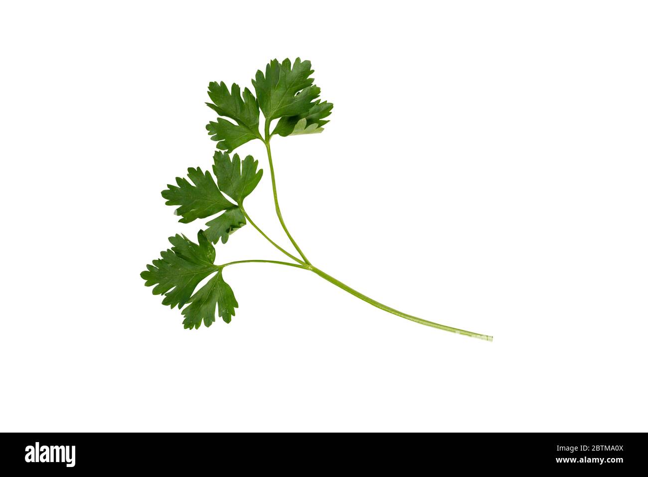 sprig of parsley on a white background, isolate Stock Photo