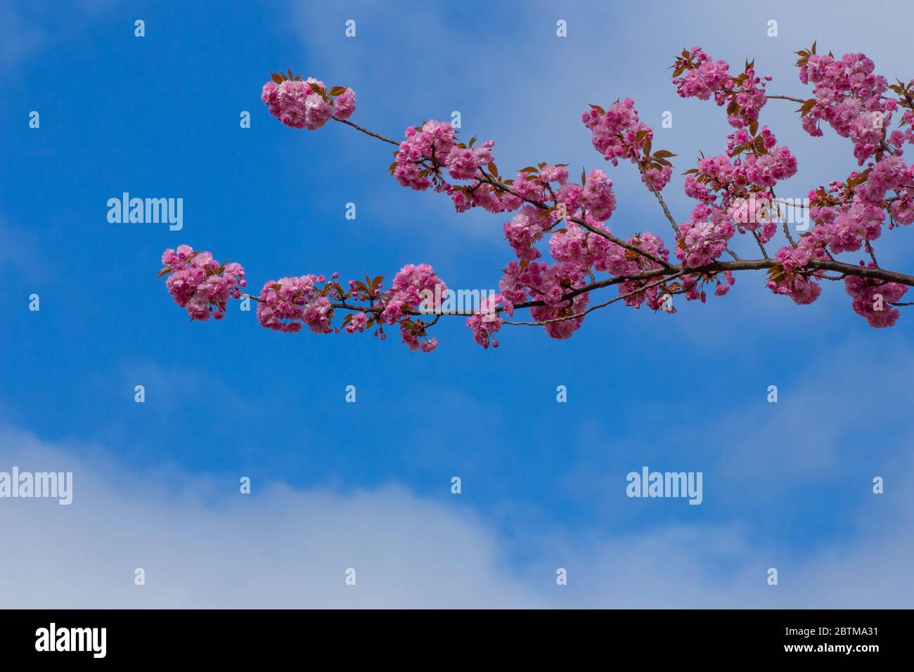 Close up of Flowers of a ornamental cherry tree with clear blue sky ...