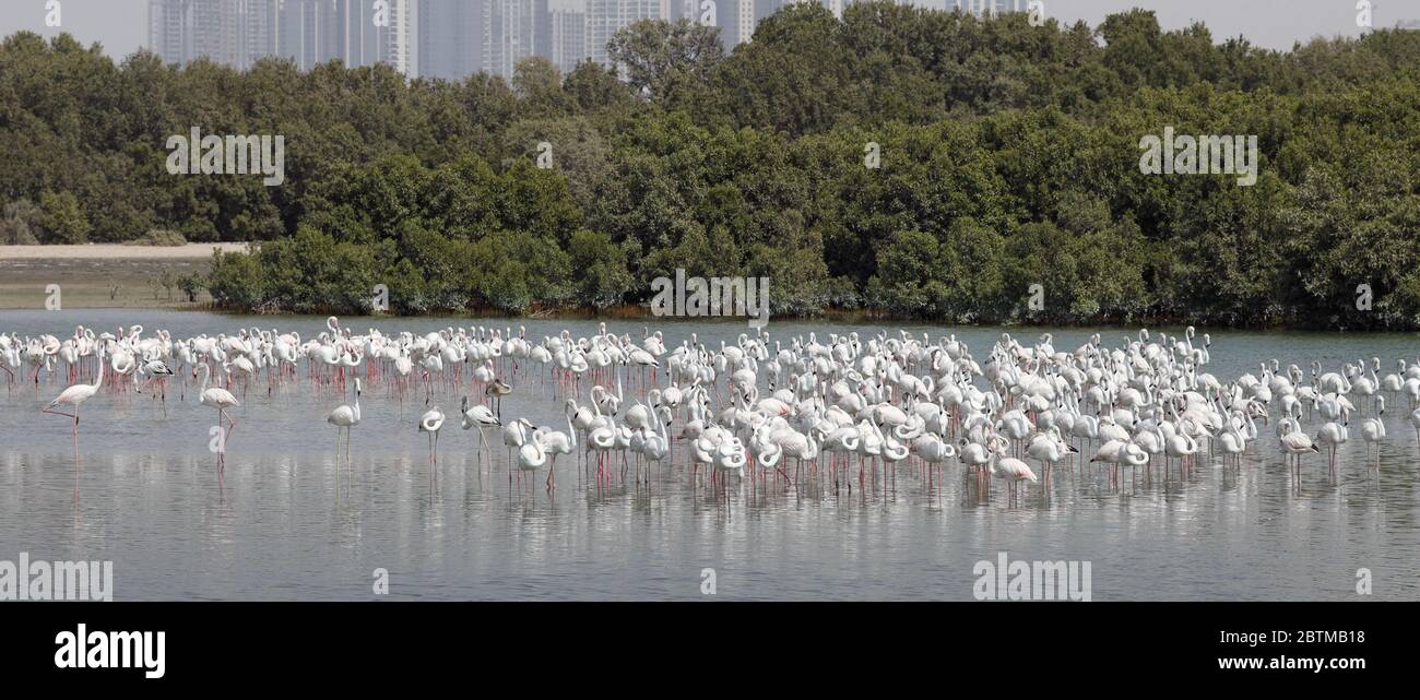 A huge flock of pink flamingos birds eat shrimp in salt   water Stock Photo