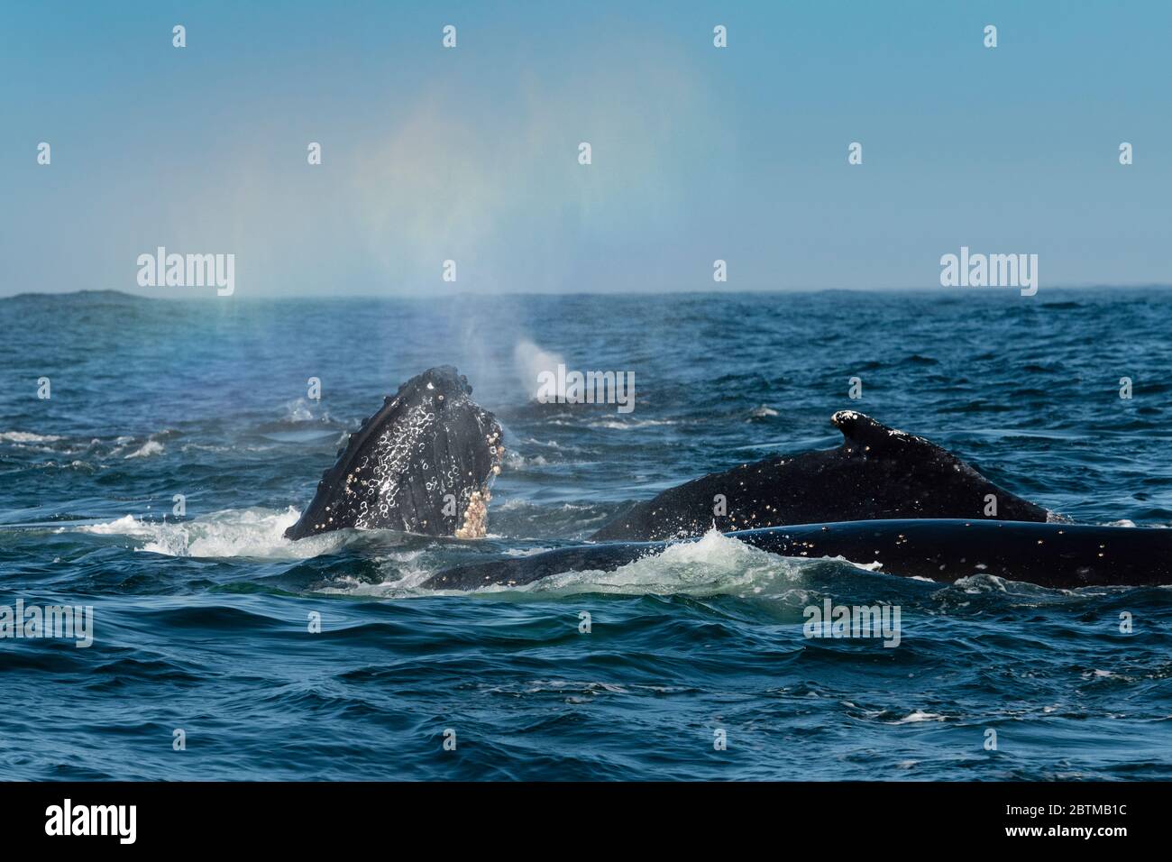Humpback whale feeding on plankton brought in by the Benguela Current, Atlantic Ocean, South Africa. Stock Photo