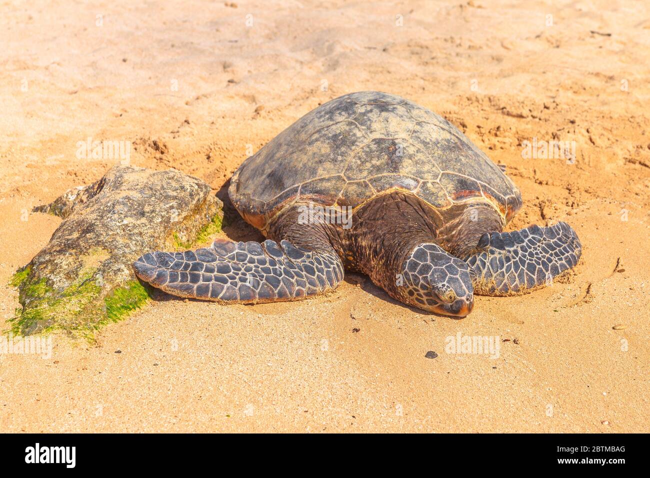 Golden Sea Turtle