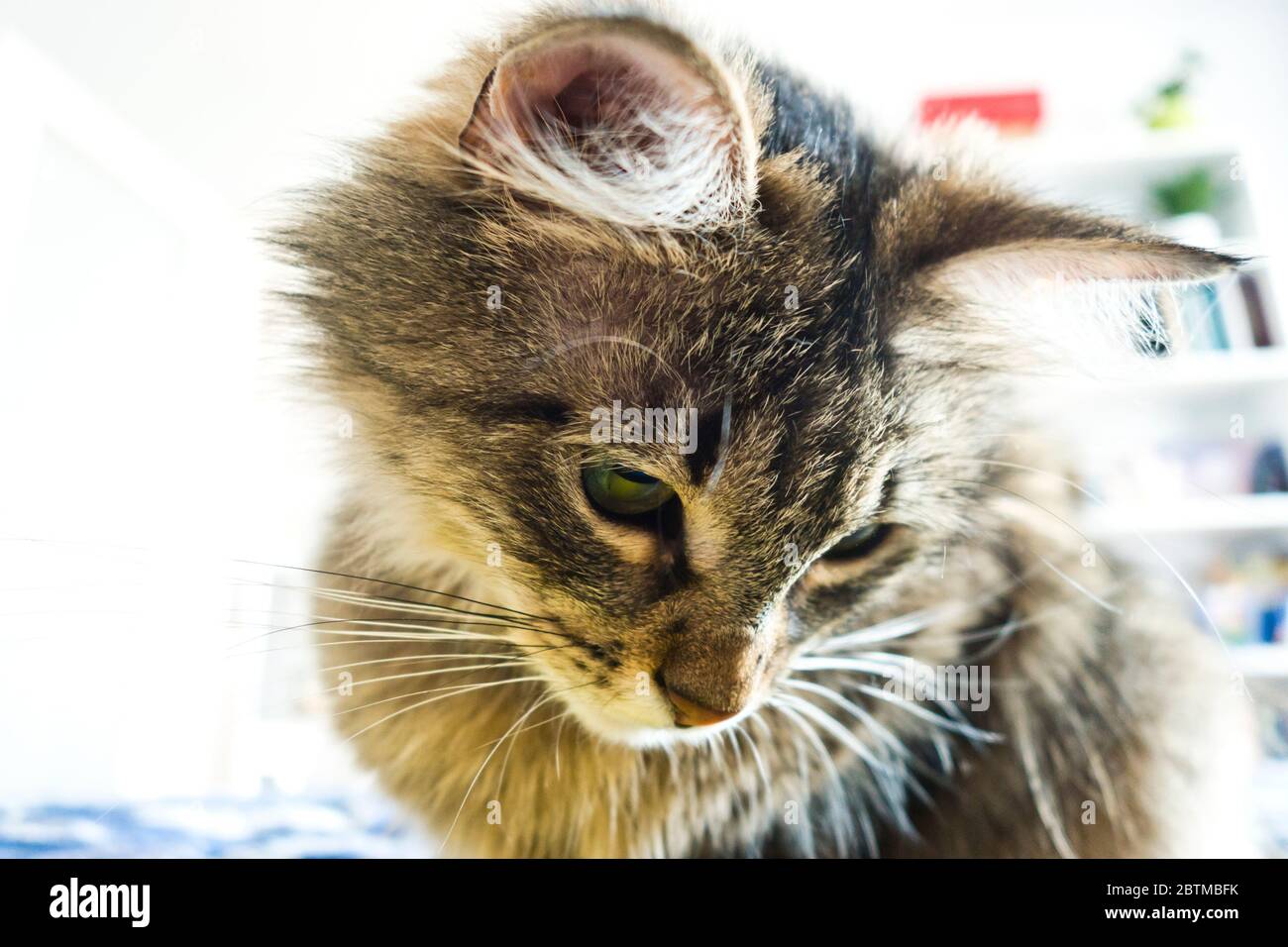 portrait of a domestic cat observing attentive Stock Photo - Alamy
