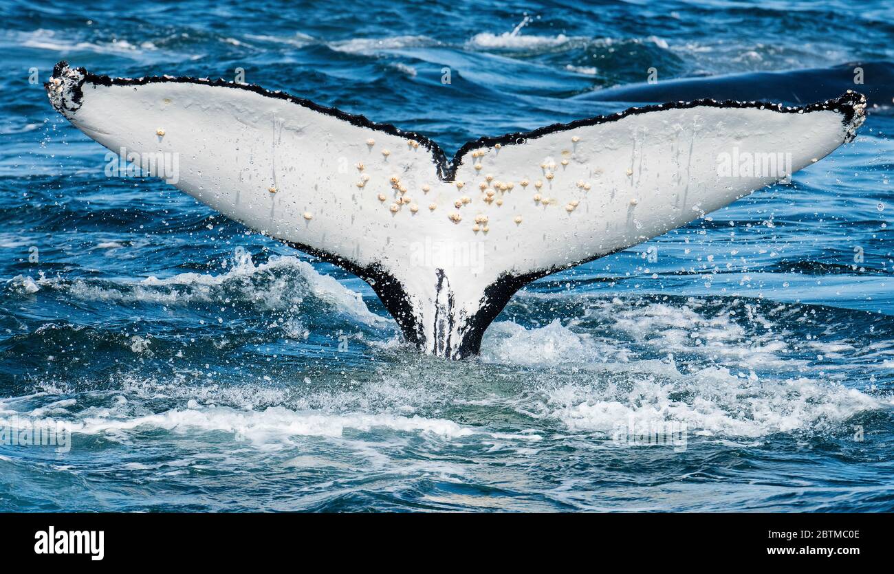 Tail fluke of a humpback whale as it feeds on plankton brought up by the Benguela Current along the western coast of South Africa. Stock Photo
