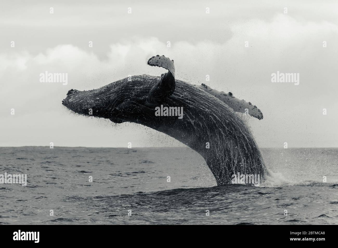 Humpback whale breaching, Atlantic Ocean, west coast of South Africa, near Langebaan. Stock Photo
