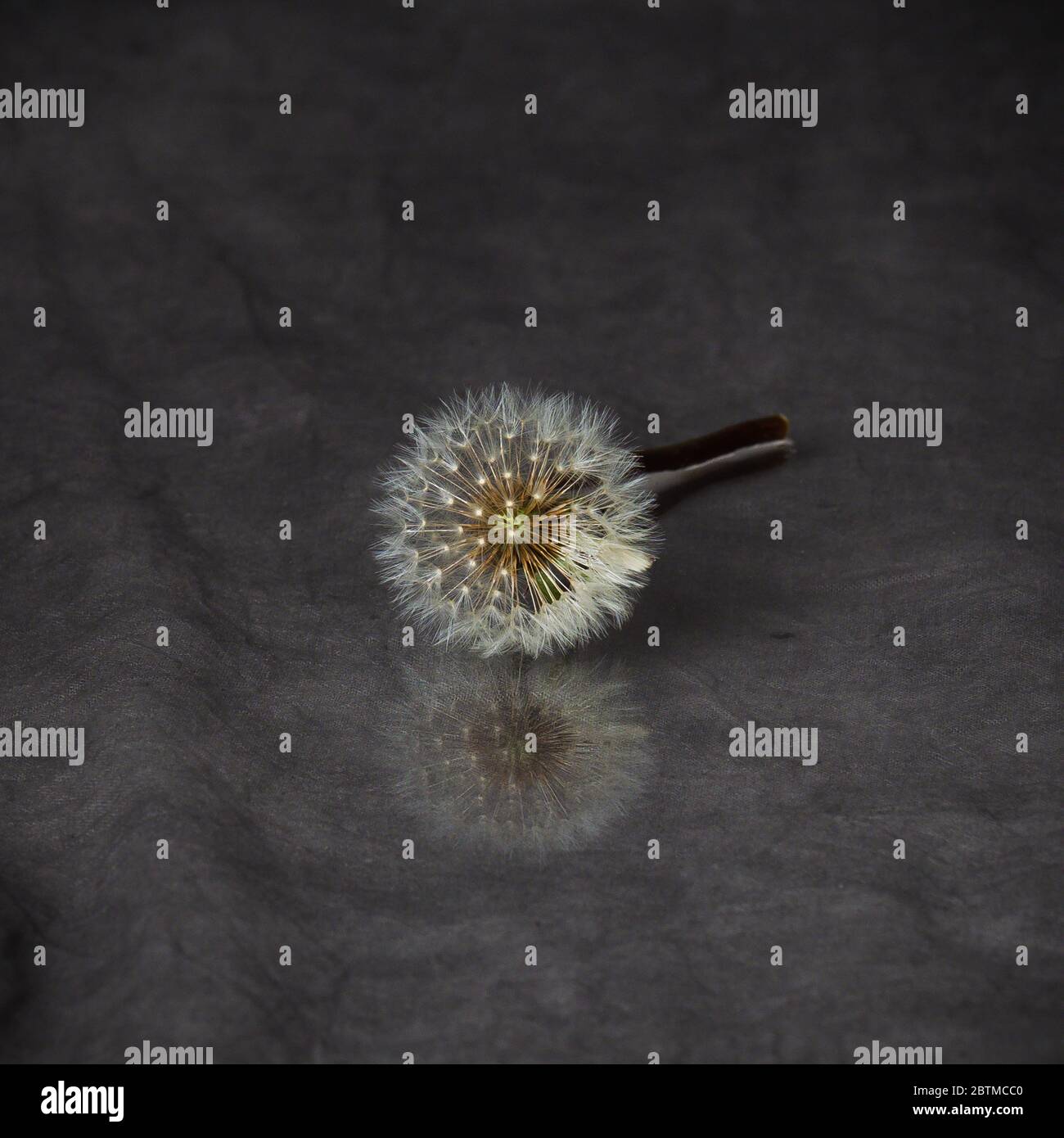 Dandelion Flower Weed Close Up Photograph in Photography Studio Portrait Essex England Stock Photo