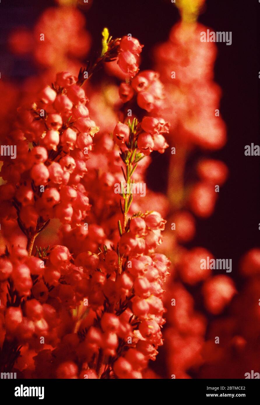 Heather flowers. Close view. Stock Photo