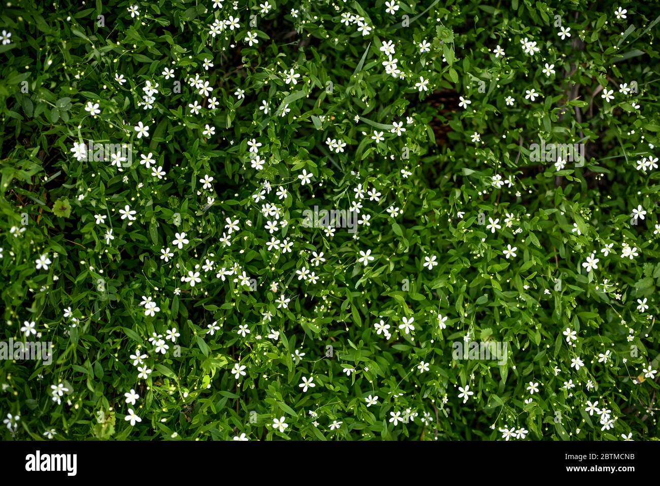 Green floral natural pattern. Natural background, fashionable organic texture Stock Photo