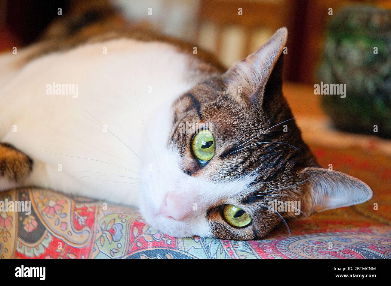 Tabby and white cat lying on a table. Close view. Stock Photo