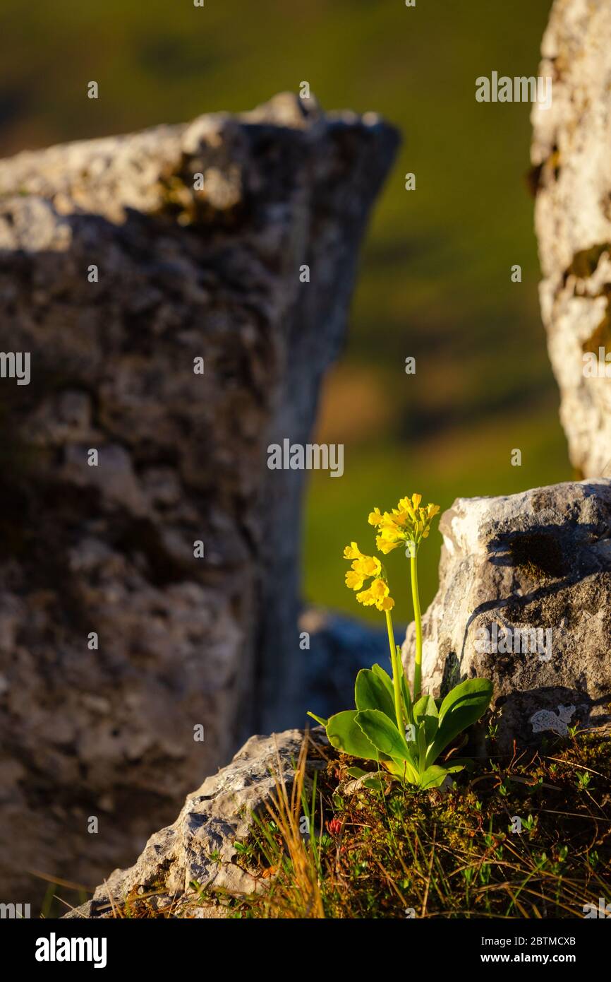 Primrose flower at sunrise in Slovak mountains Stock Photo