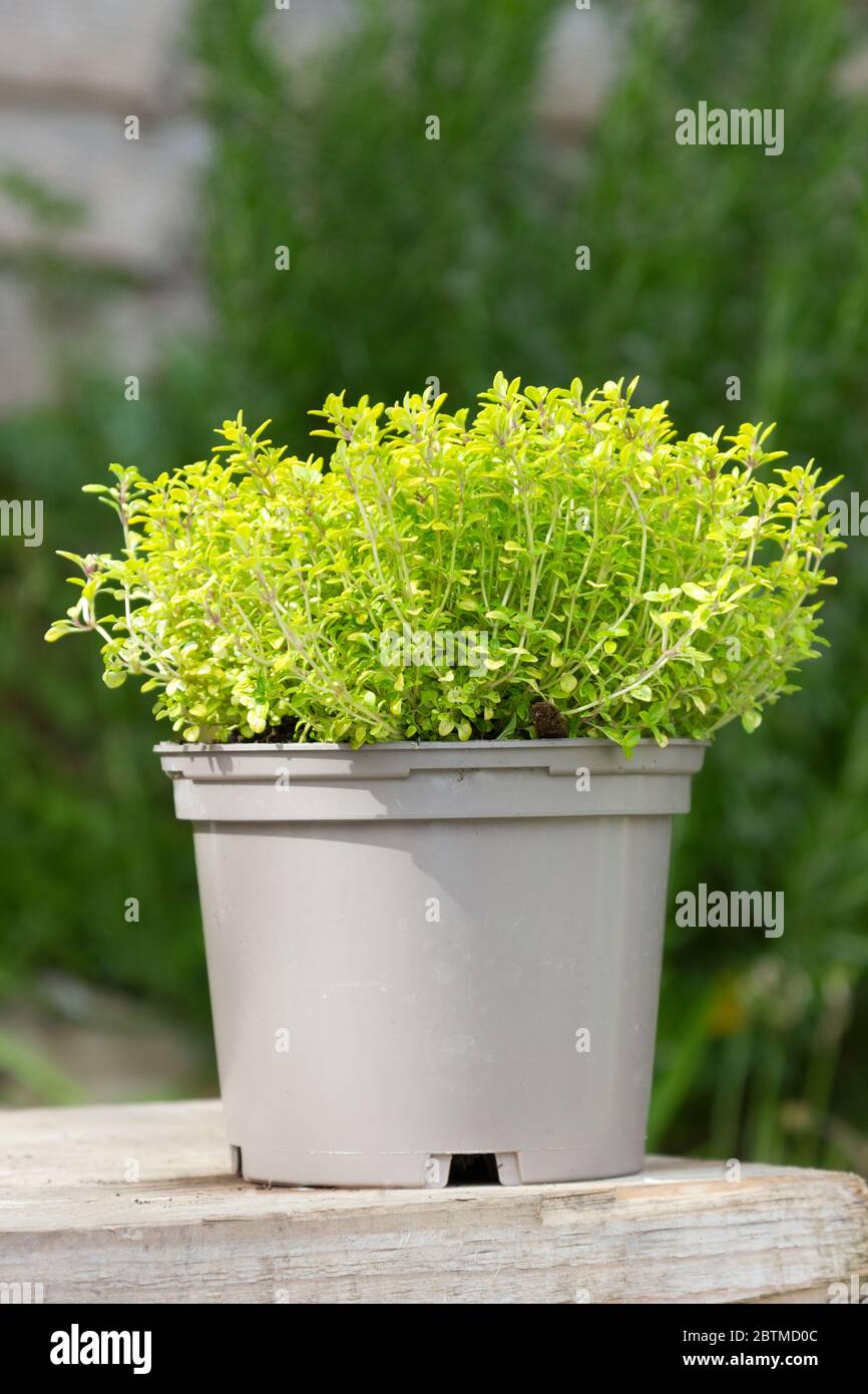 Golden Thyme in a pot Stock Photo