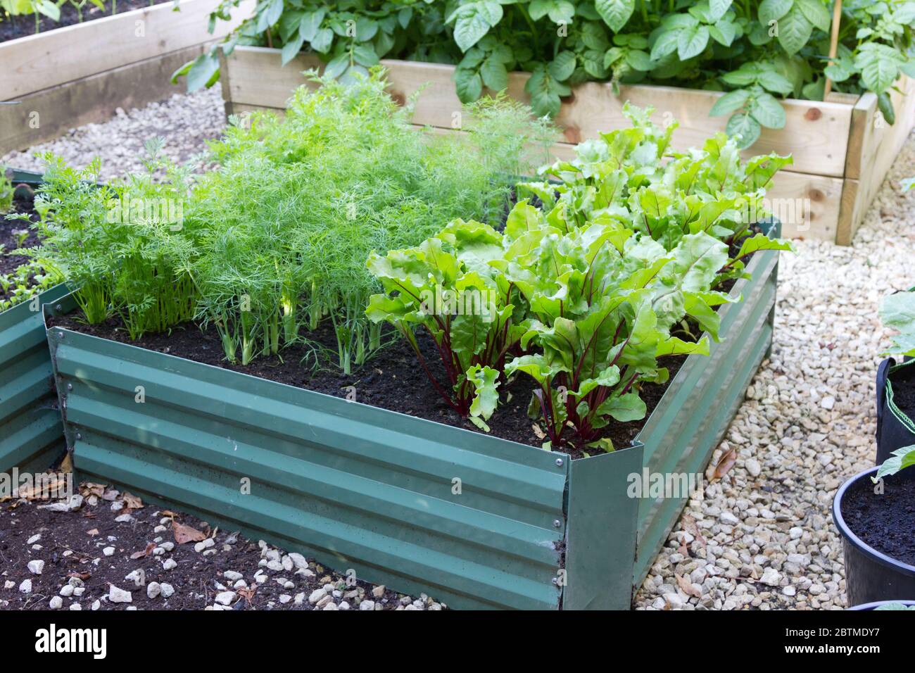 Root Vegetables growing in a small raised bed Stock Photo Alamy