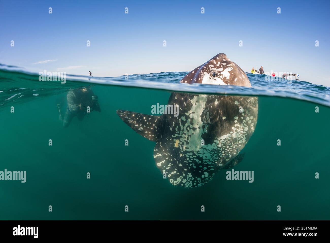 Split view of a mola mola and diver, Atlantic Ocean, South Africa. Stock Photo