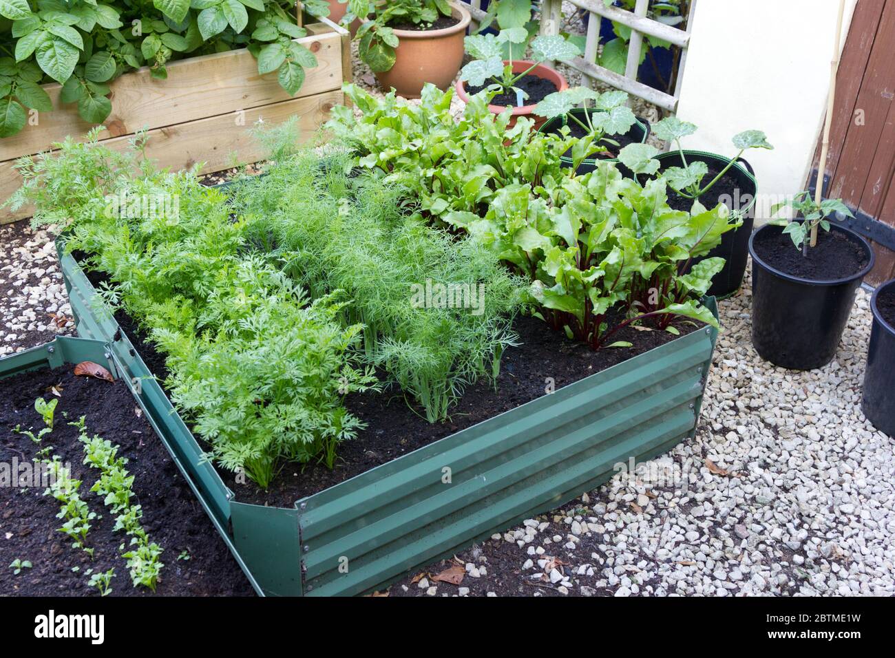Root Vegetables growing in a small raised bed. Stock Photo
