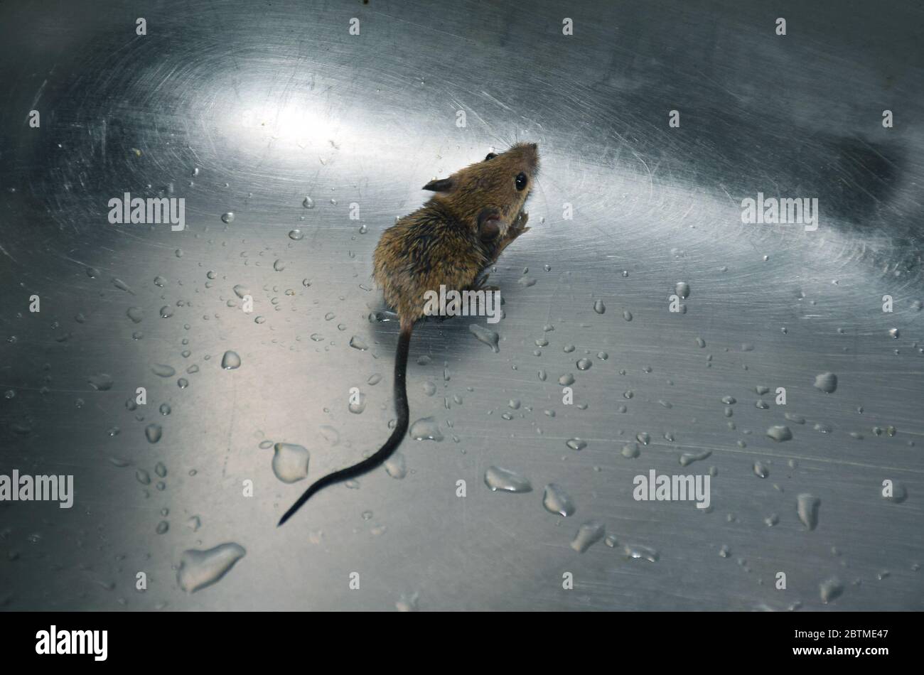 A bay rat or roof rat or mouse scared after getting stuck in wash basin  sink Stock Photo - Alamy