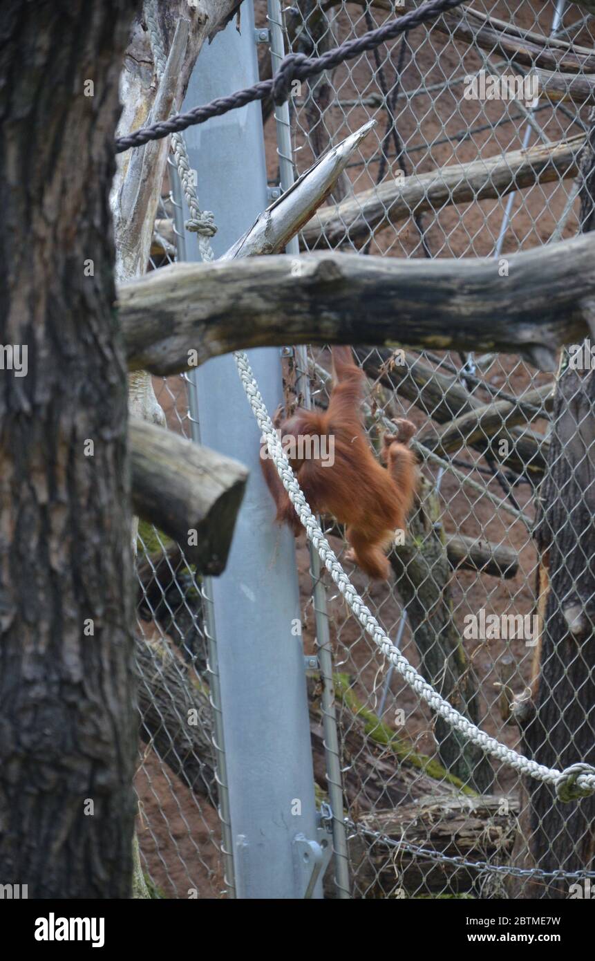 Bornean orangutan - Pongo pygmaeus Stock Photo