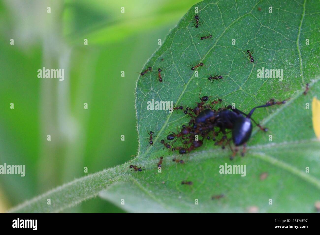 close up of small ants around dead large ant on the eggplant leaf Stock Photo