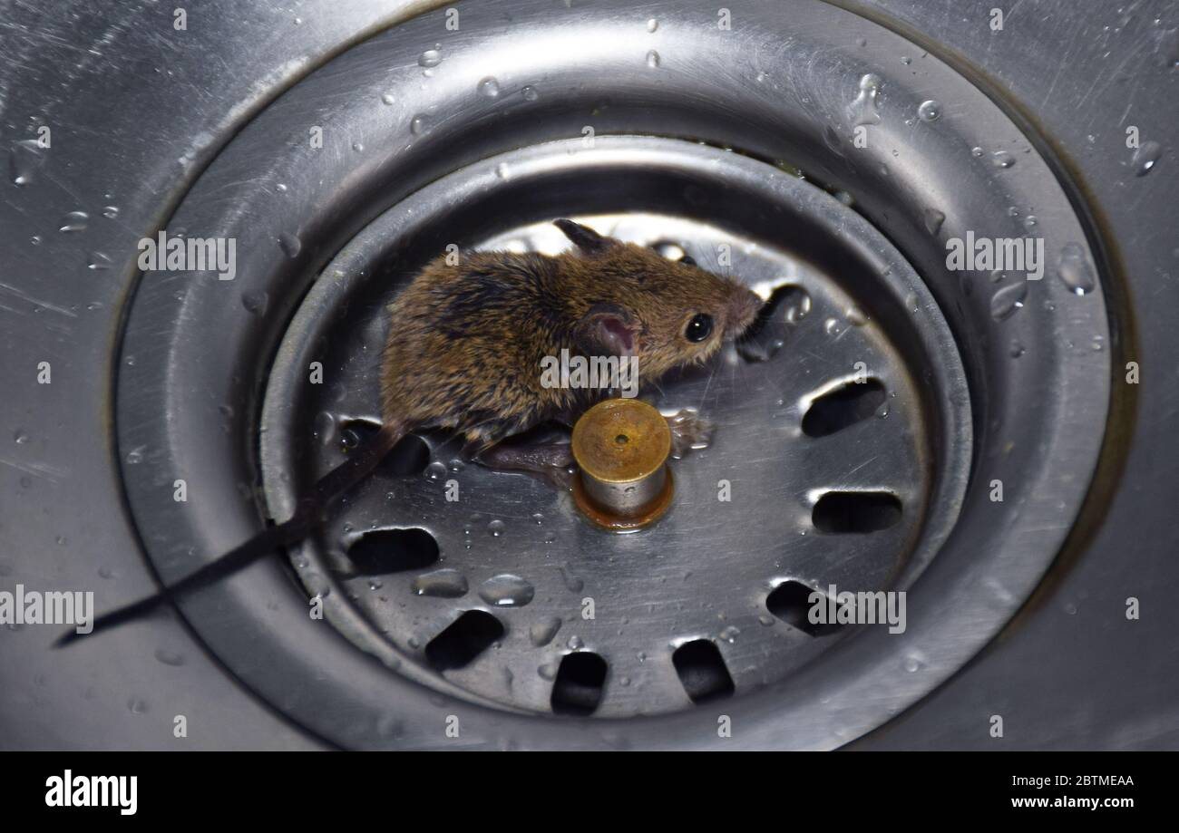 A bay rat or roof rat or mouse stuck in wash basin sink Stock