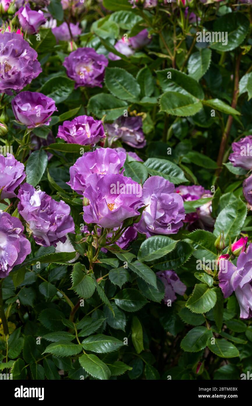 Rosa Blue For You A Free Flowering Floribunda Rose With Unusual Blue Colouration Rose Cottage Garden Stock Photo Alamy