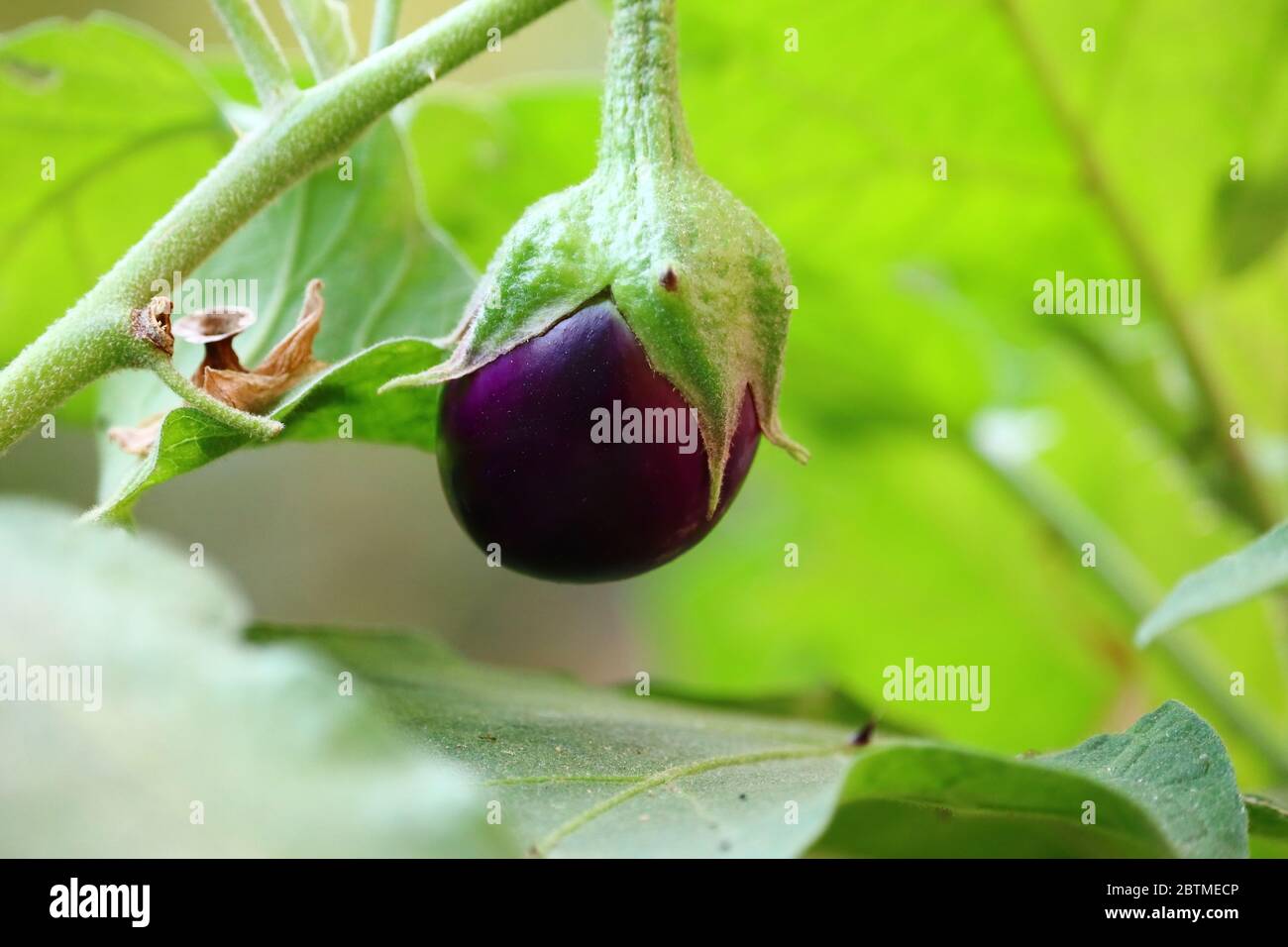 Pink Ravaya Brinjal plant hi-res stock photography and images - Alamy