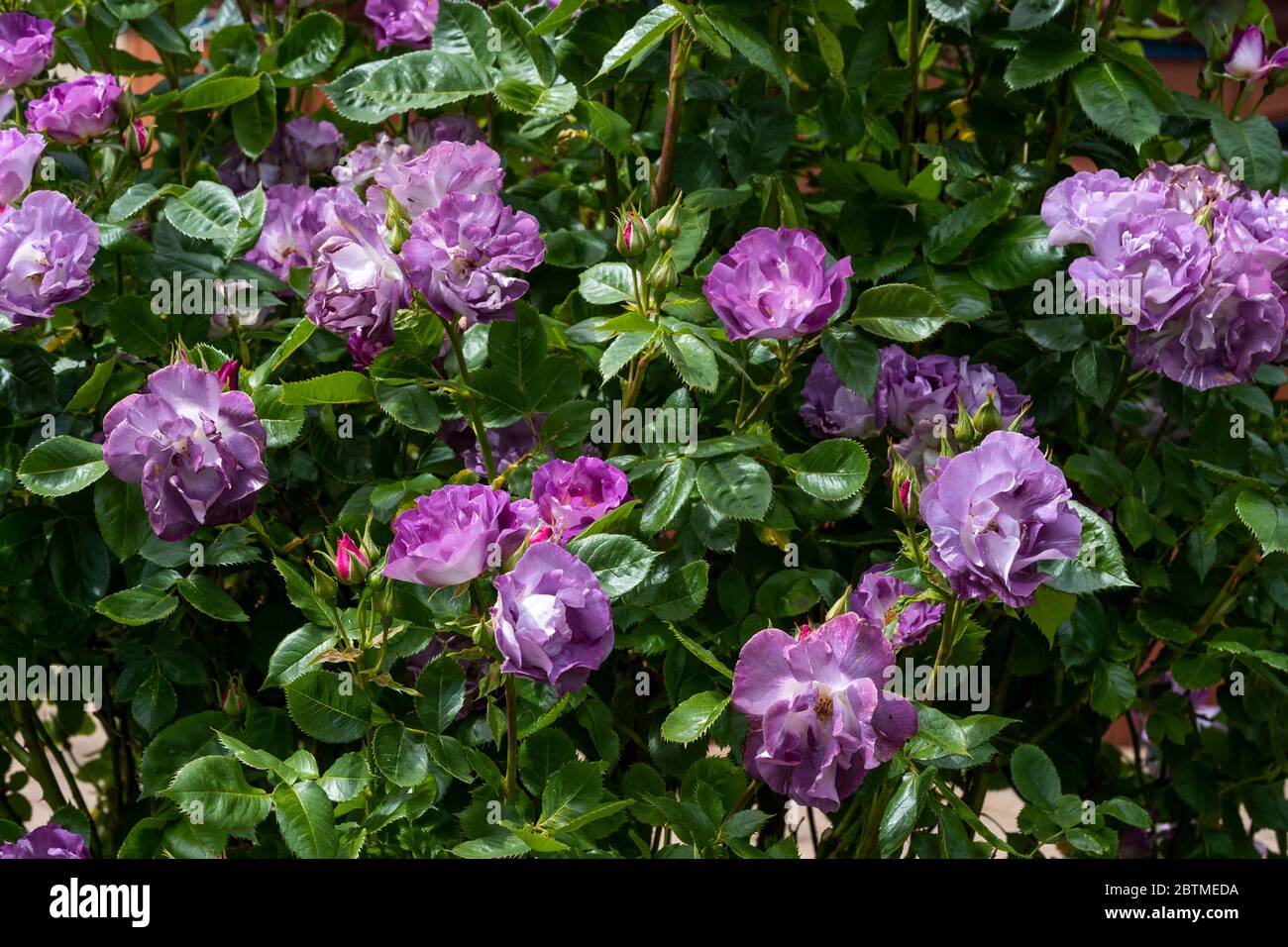 Are double roses pollinators hires stock photography and images Alamy