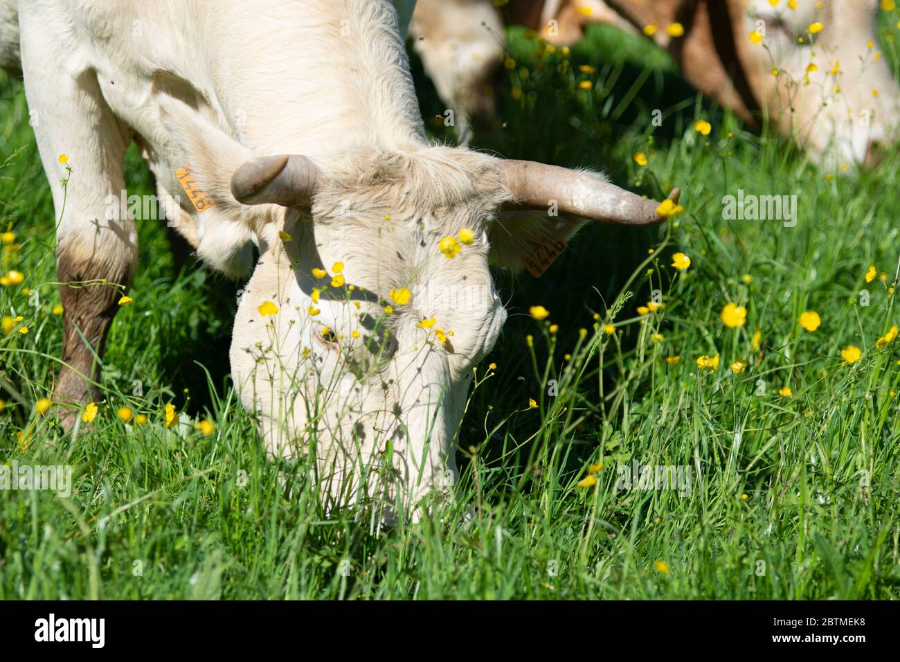 Spain urkiola eating hi-res stock photography and images - Alamy