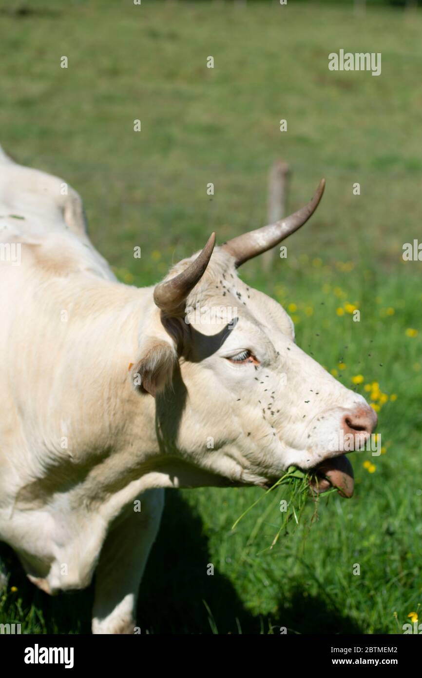 Spain urkiola eating hi-res stock photography and images - Alamy
