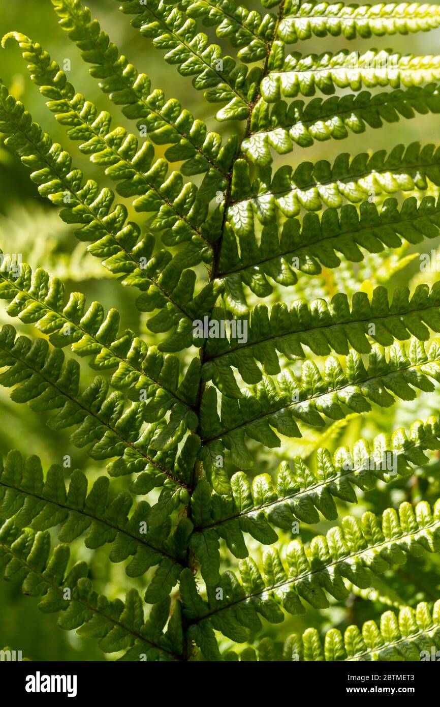 Garden fern Dryopteris or the Wood fern grows happily in a shady border. Rose Cottage Garden. Stock Photo