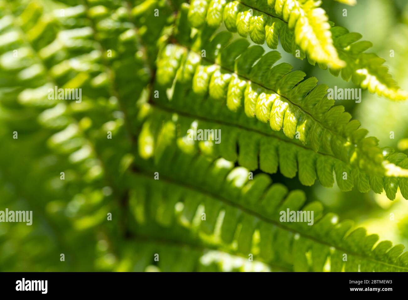 Garden fern Dryopteris or the Wood fern grows happily in a shady border. Rose Cottage Garden. Stock Photo