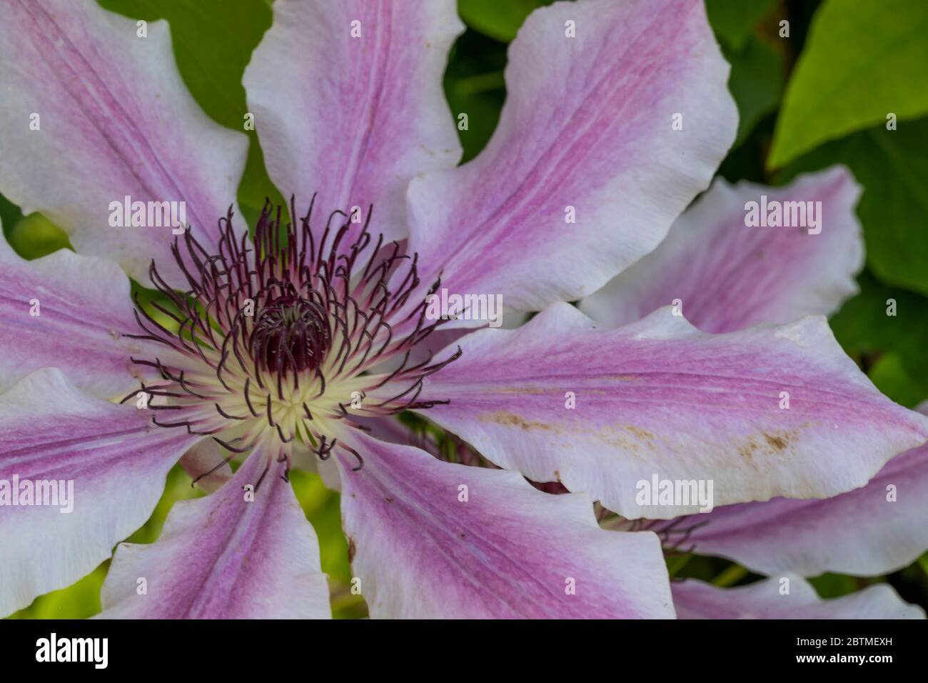 Clematis "Nelly Moser". A large showy flower and one of the most popular  varieties ever. Rose Cottage Garden Stock Photo - Alamy