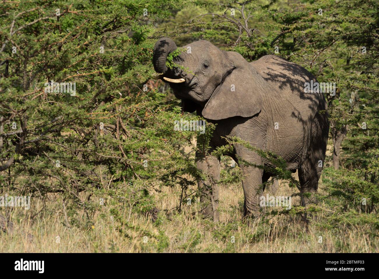 African elephant stands raising trunk in bushes Stock Photo - Alamy