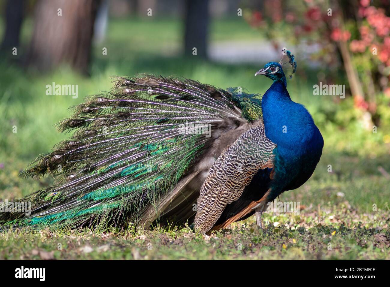 Beautiful colorful bird photo Stock Photo