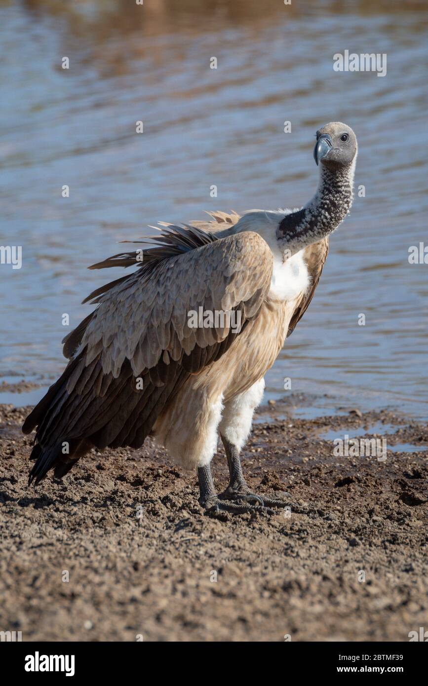 African white-backed vulture turns head on riverbank Stock Photo - Alamy